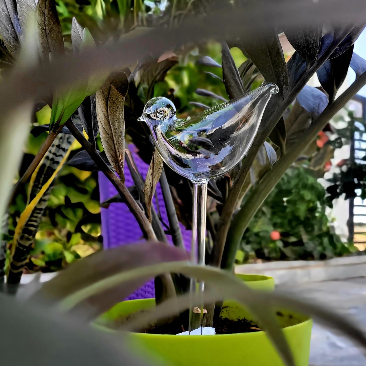 Sparrow Shape Self Watering Glass Bulb