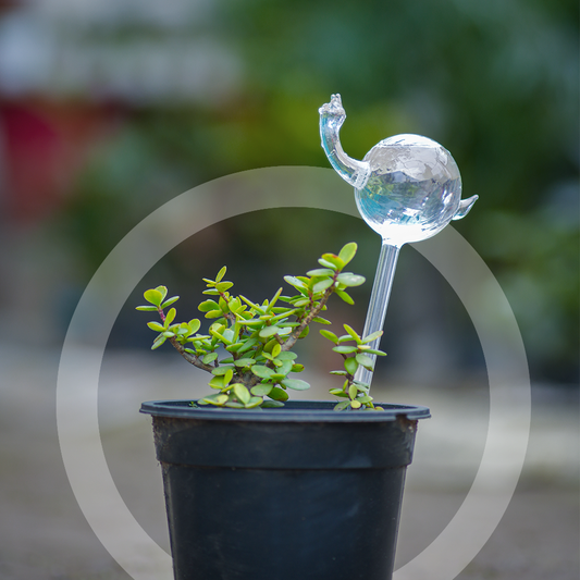 Snail Shape Self Watering Glass Globe